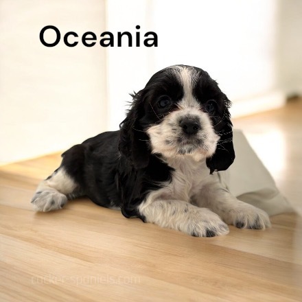 puppy, for, sale, Cocker Spaniel, Joe & Cherri  Overlease, dog, breeder, Miller, MO, dog-breeder, puppy-for-sale, forsale, nearby, find, puppyfind, locator, puppylocator, aca